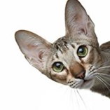 chat oriental shorthair
